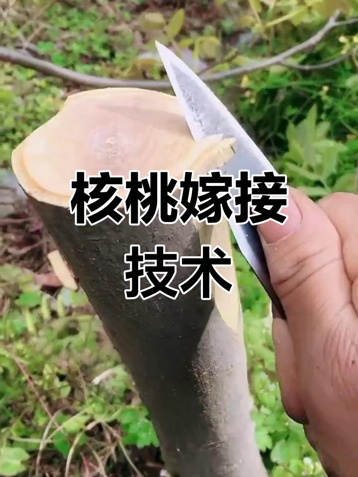 核桃嫁接技术