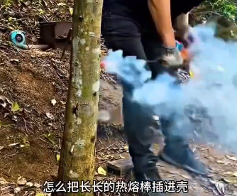 人工接种沉香数