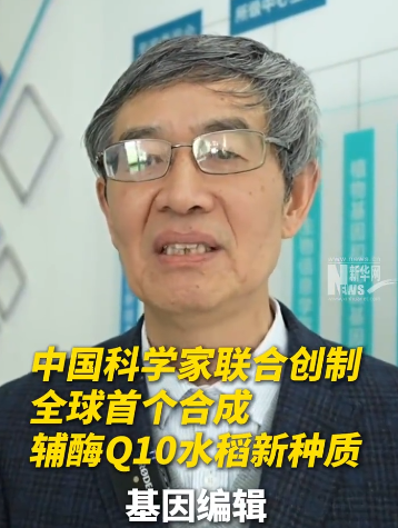 创制水稻新品种