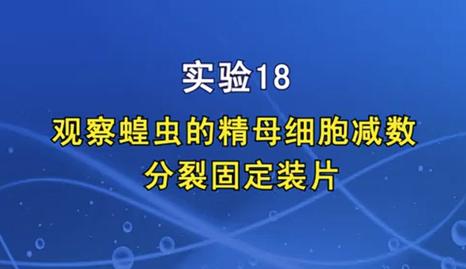 观察蝗虫精母细胞减数分裂固定装片