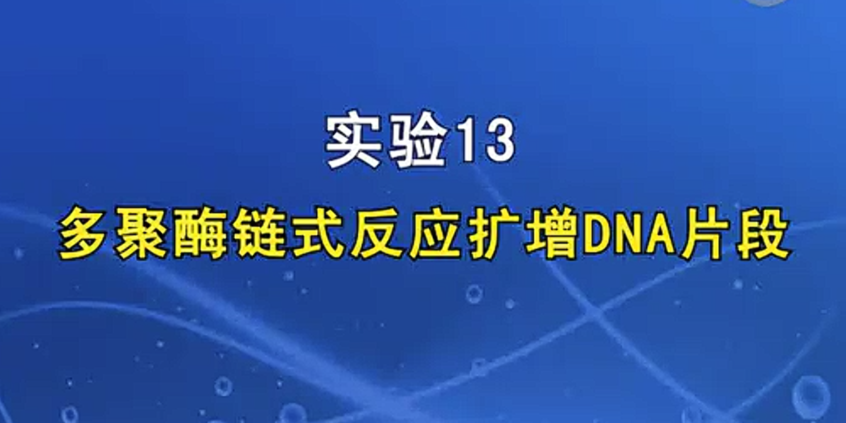 多聚酶链式反应PCR扩增DNA片段
