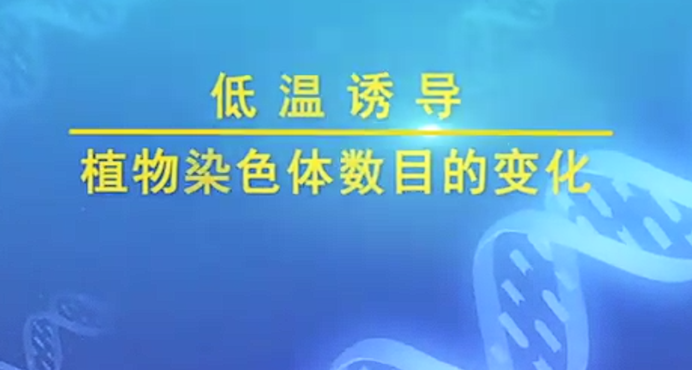 低温诱导染色体数目的变化