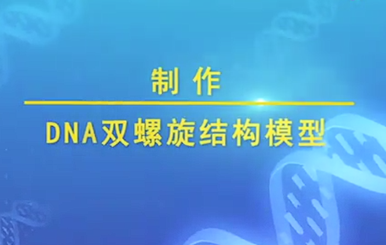 制作DNA双螺旋结构模型