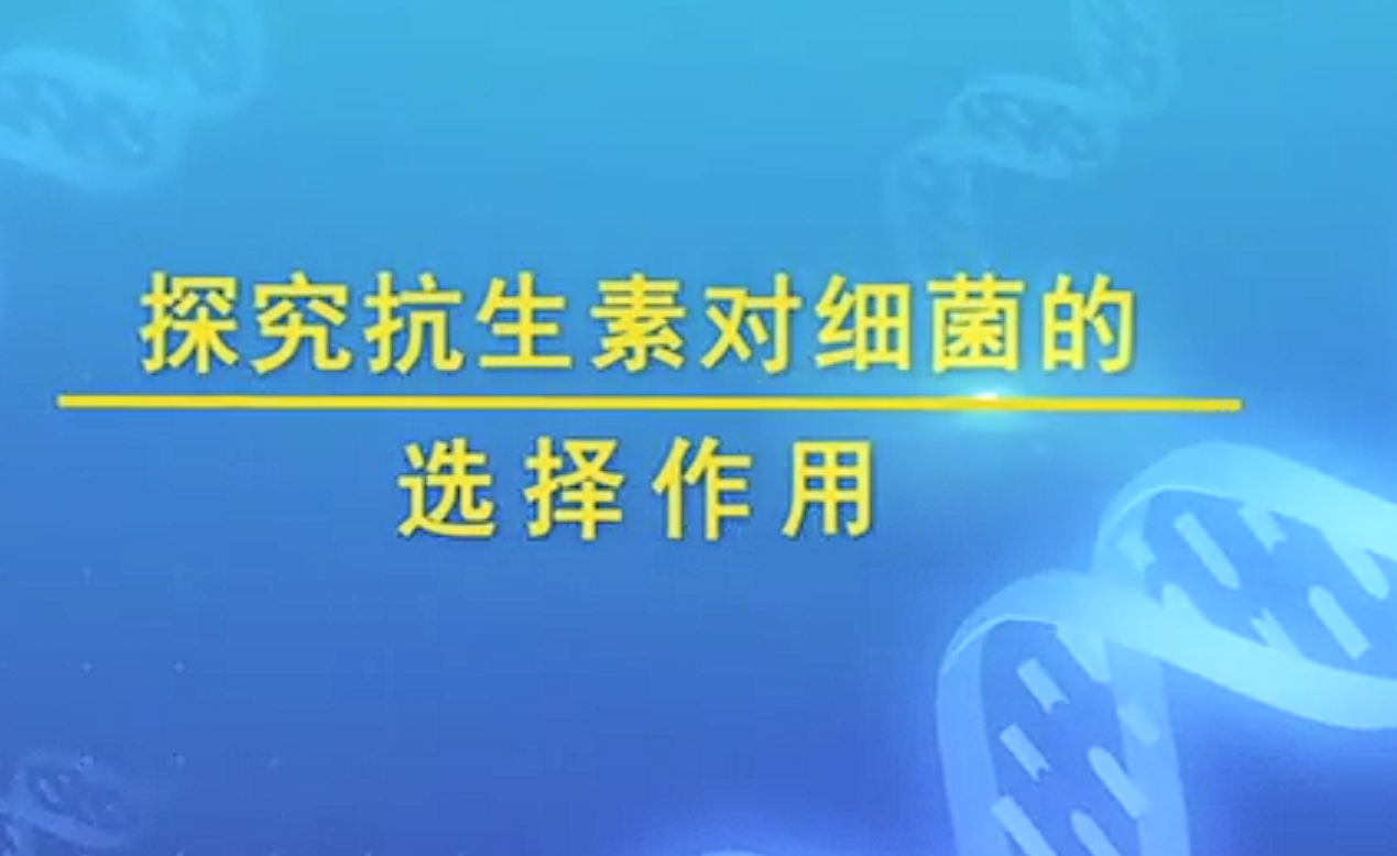 探究抗生素对细菌的选择作用