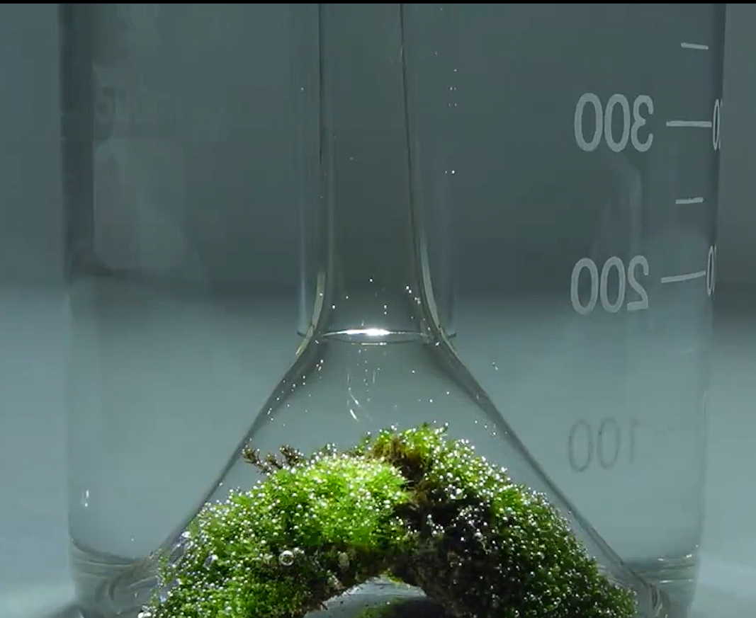 苔藓验证光合作用