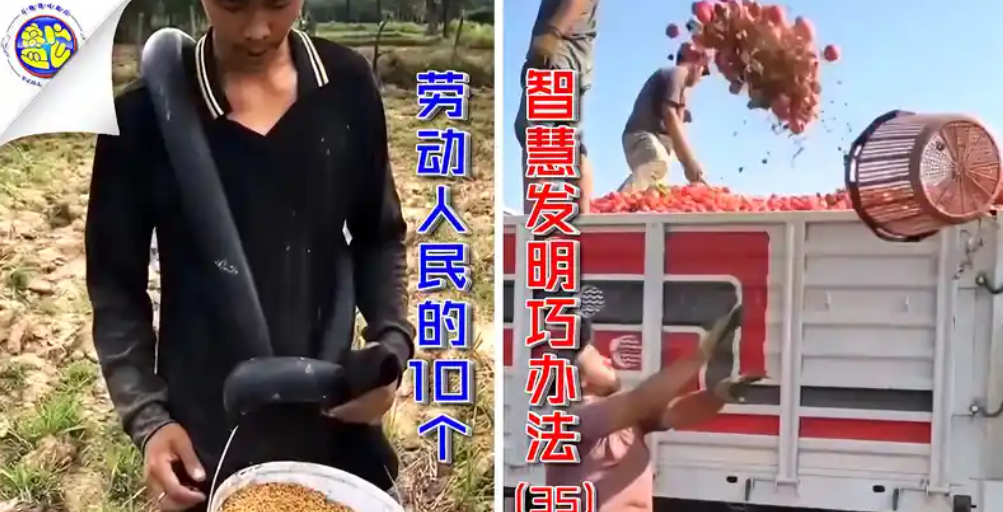 手抛西红柿装车