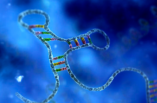 什么是microRNA？