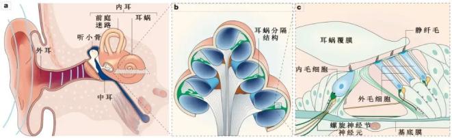 老年性耳聋有救了？科学家揭秘耳蜗衰老关键因子