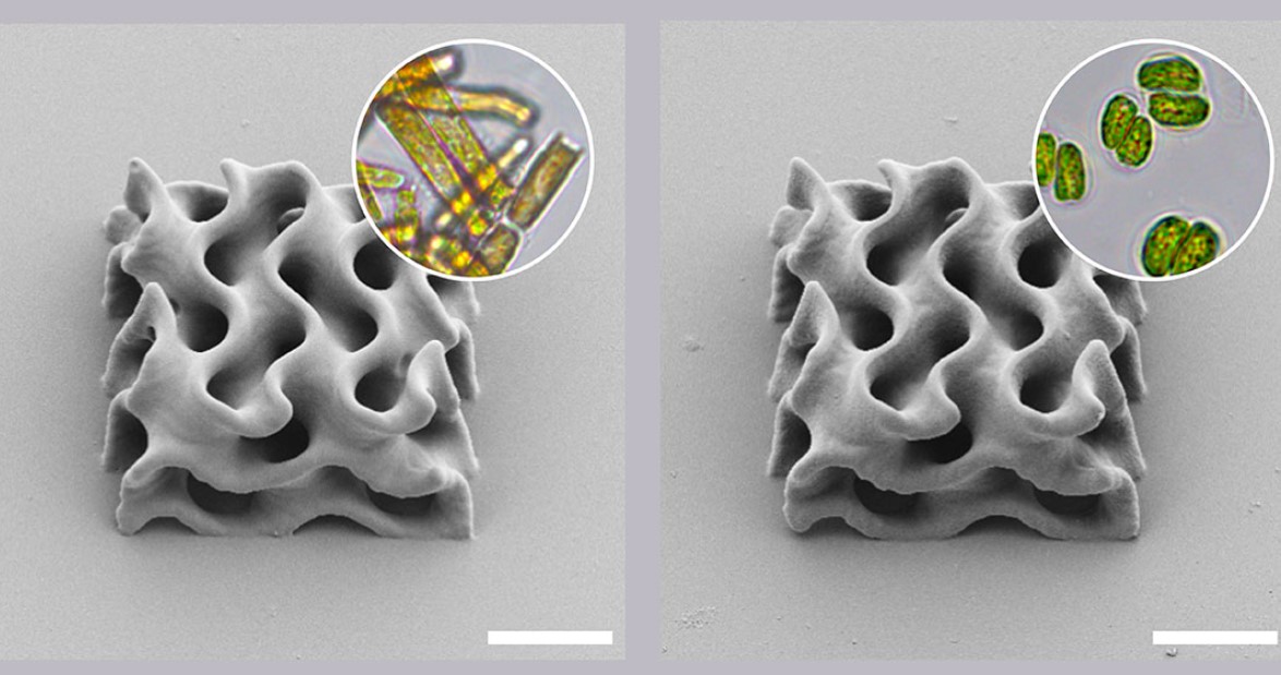 为再生器官“通电”！新型生物墨水破解3D生物打印难题