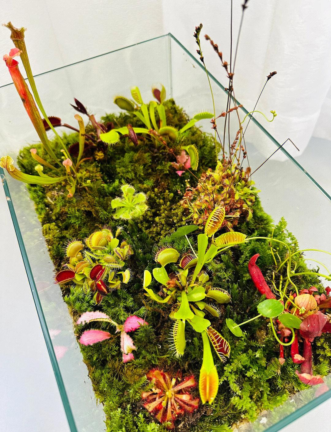 食虫植物大世界