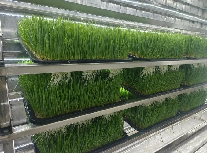水培饲料是如何种植的？