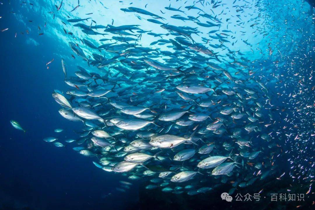 海底9533米！“奋斗者”号发现巨大“生命绿洲”，绵延2500公里