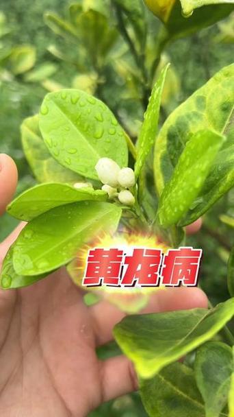 如何攻克的柑橘之“癌”黄龙病？